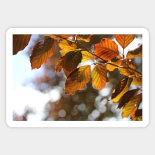 Copper Beech Sticker